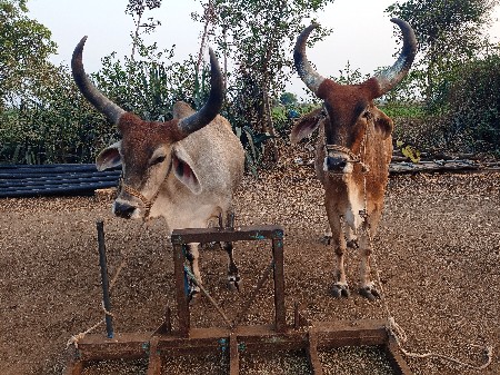 બીજીધરના ઘધલા