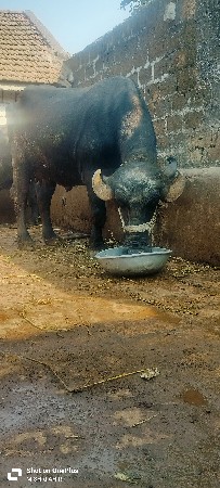 ભેંસ વેચવાની છે