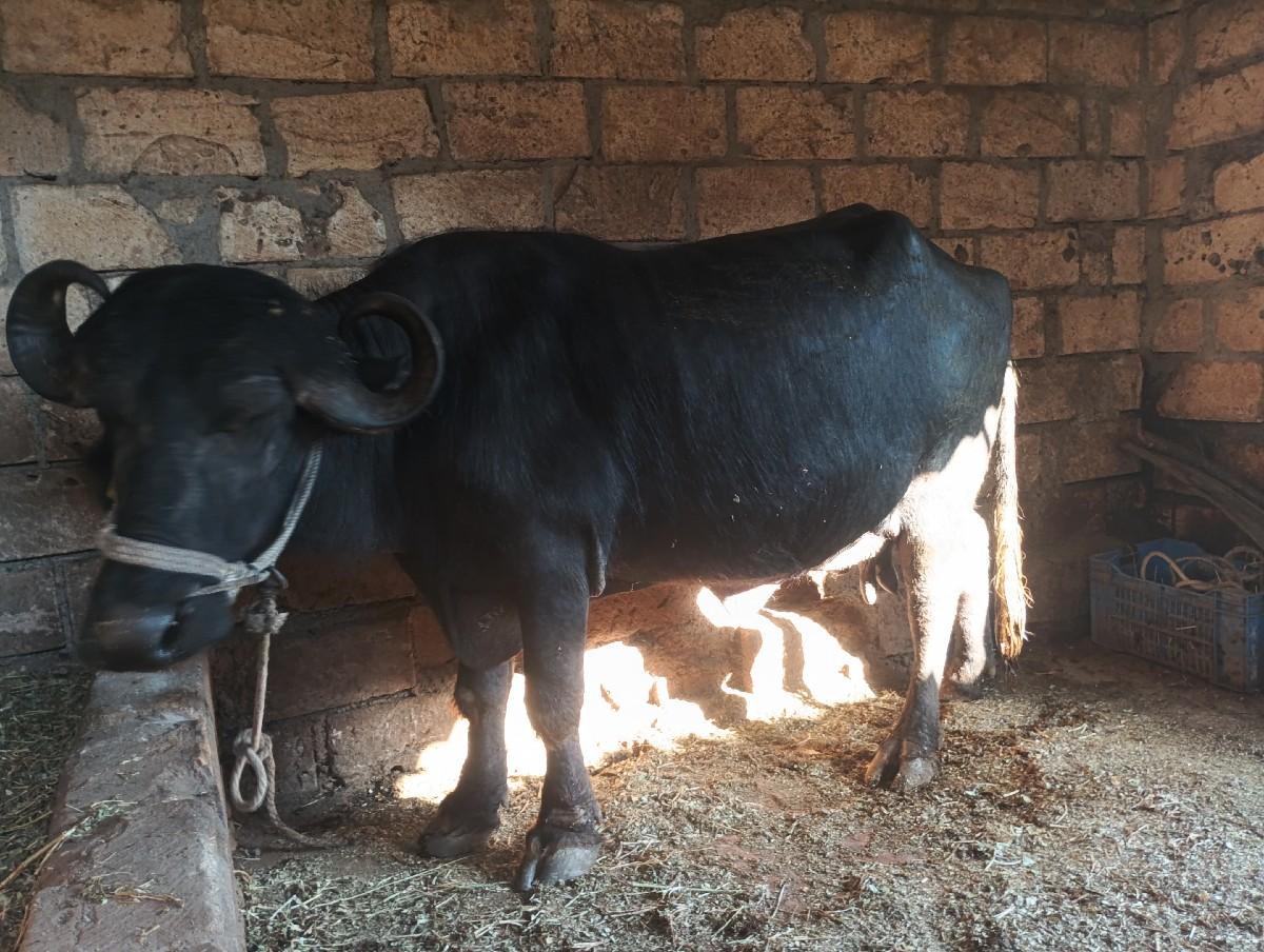 थंबनेल 2