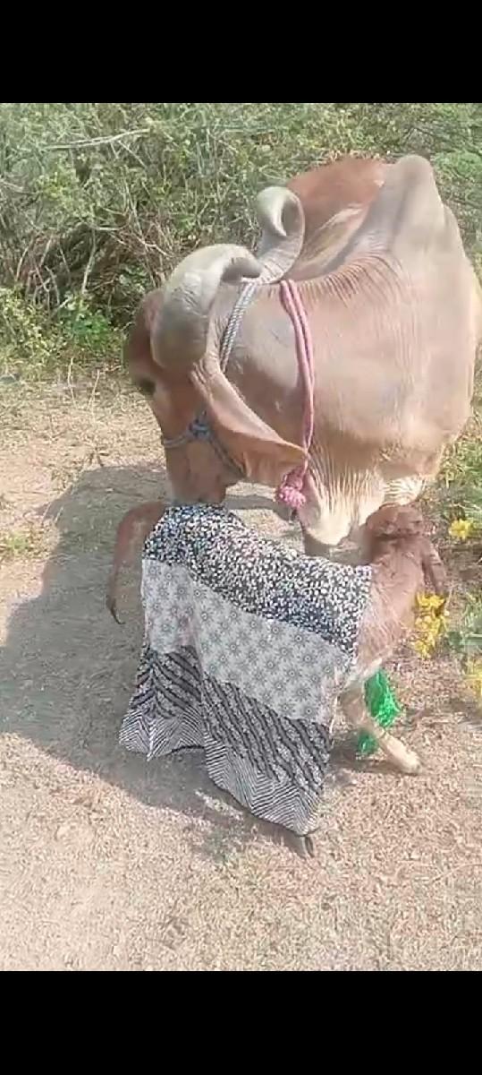 સાટામાં વસેરી કા ઘોડો સડાવ કુદવ