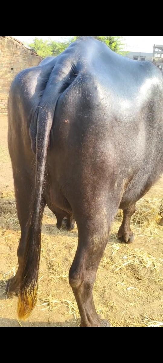 થંબનેલ 2