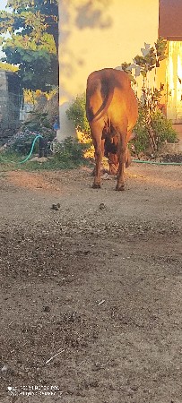 ગાય વેચવાની છે. બીજું વેતર