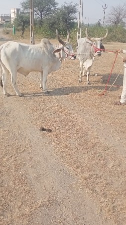 થંબનેલ 2