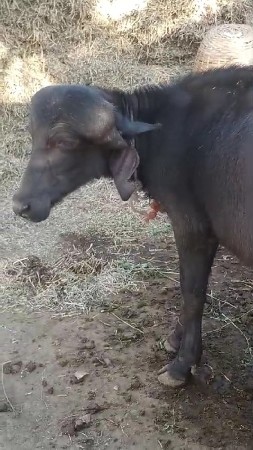 પાડી લેવાની છે