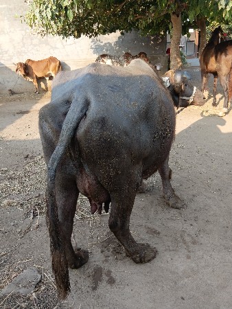 थंबनेल 2