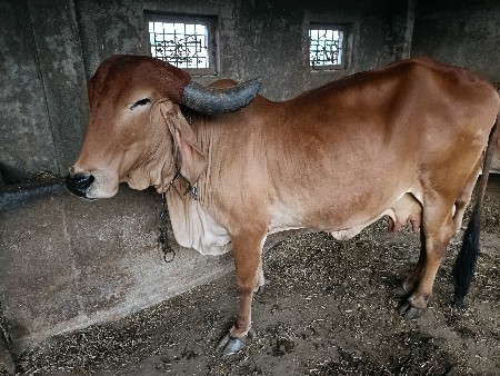 વેચવાની છે