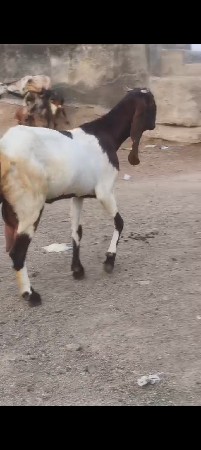 थंबनेल 3