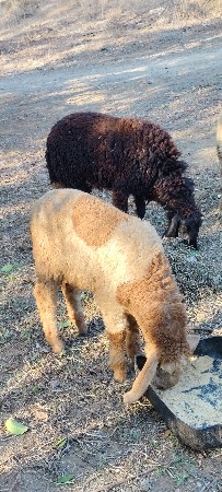 વેચવાનાછે