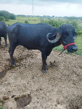 थंबनेल 2