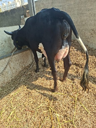 જર્સી ઓડકી વેચવાની