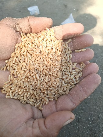 ધઉ બિયારણ ના લોકવન