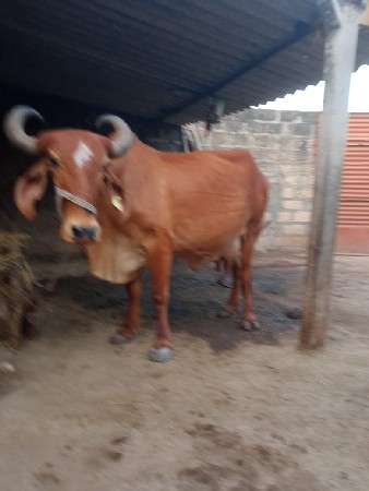 3 વેતર વિવાય se