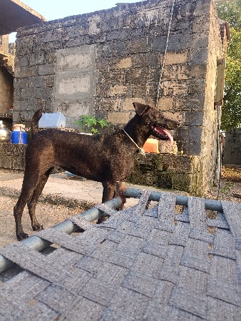 ફિમેલ વેચવાની સે 1 વર્ષ ની સે