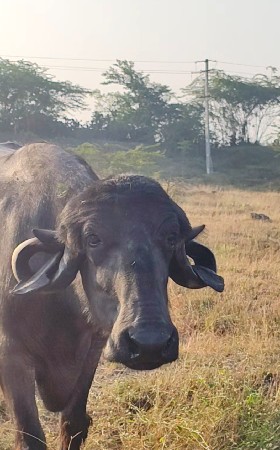 थंबनेल 1