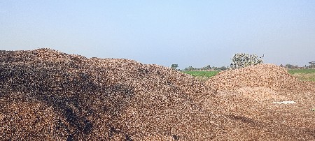 માંડવી નો ભૂકો