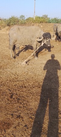 ભેંસ વેચવાની છે