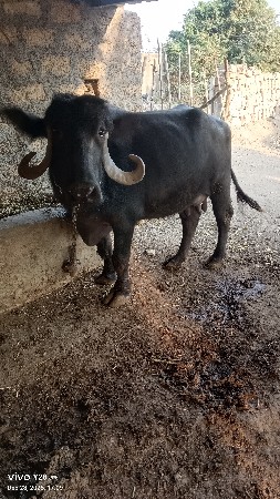 વેચવાની