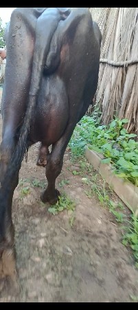 બે ભેંસ વેચવાની છે