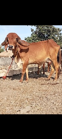 थंबनेल 2