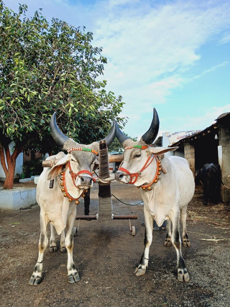 ગોઢલા વેચવાના છે