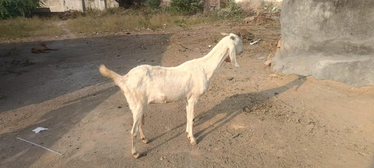 थंबनेल 2