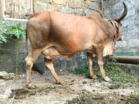 ગાય વેશવાની છે