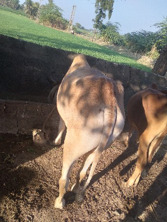 થંબનેલ 3