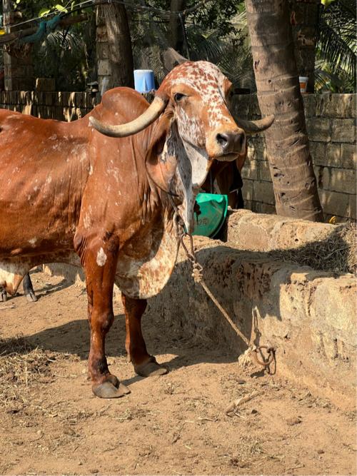 થંબનેલ 1