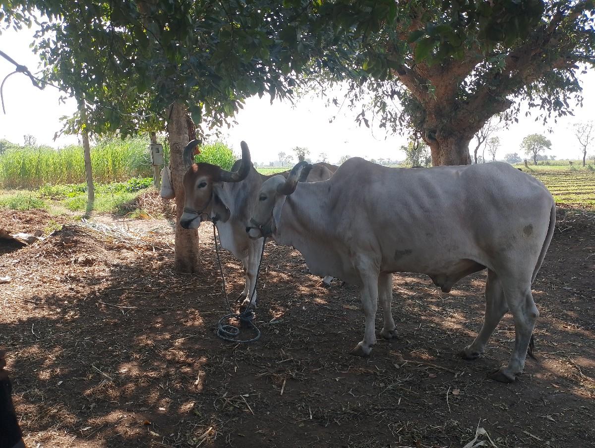 થંબનેલ 3