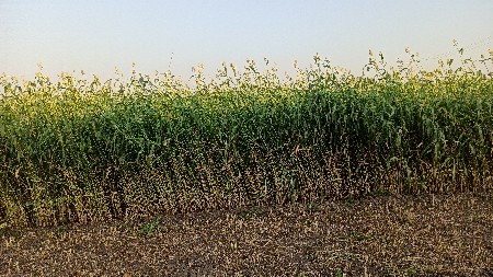 જુવાર નો ચારો