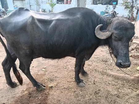 થંબનેલ 2