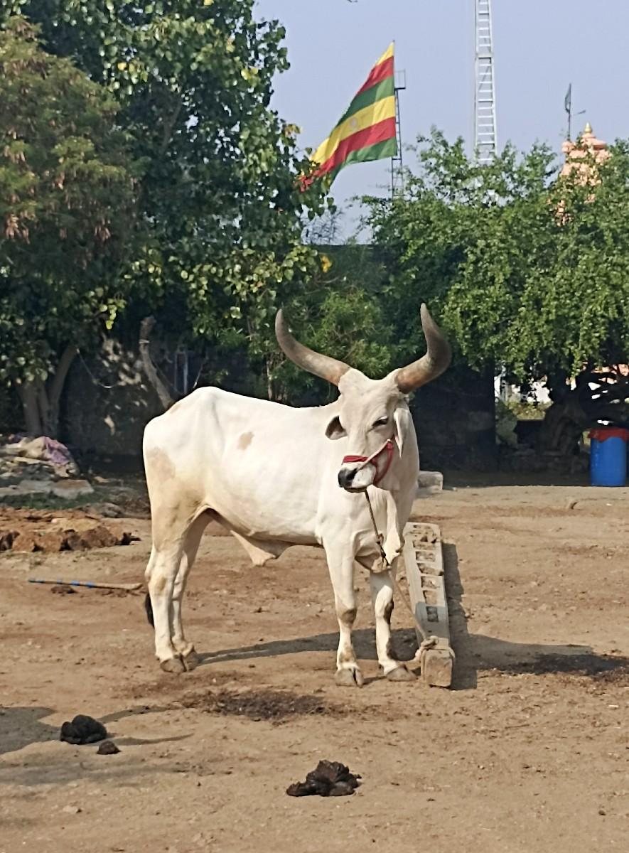 વેચવાનો છે.. 3 વાવણી 
કિંમત 15000