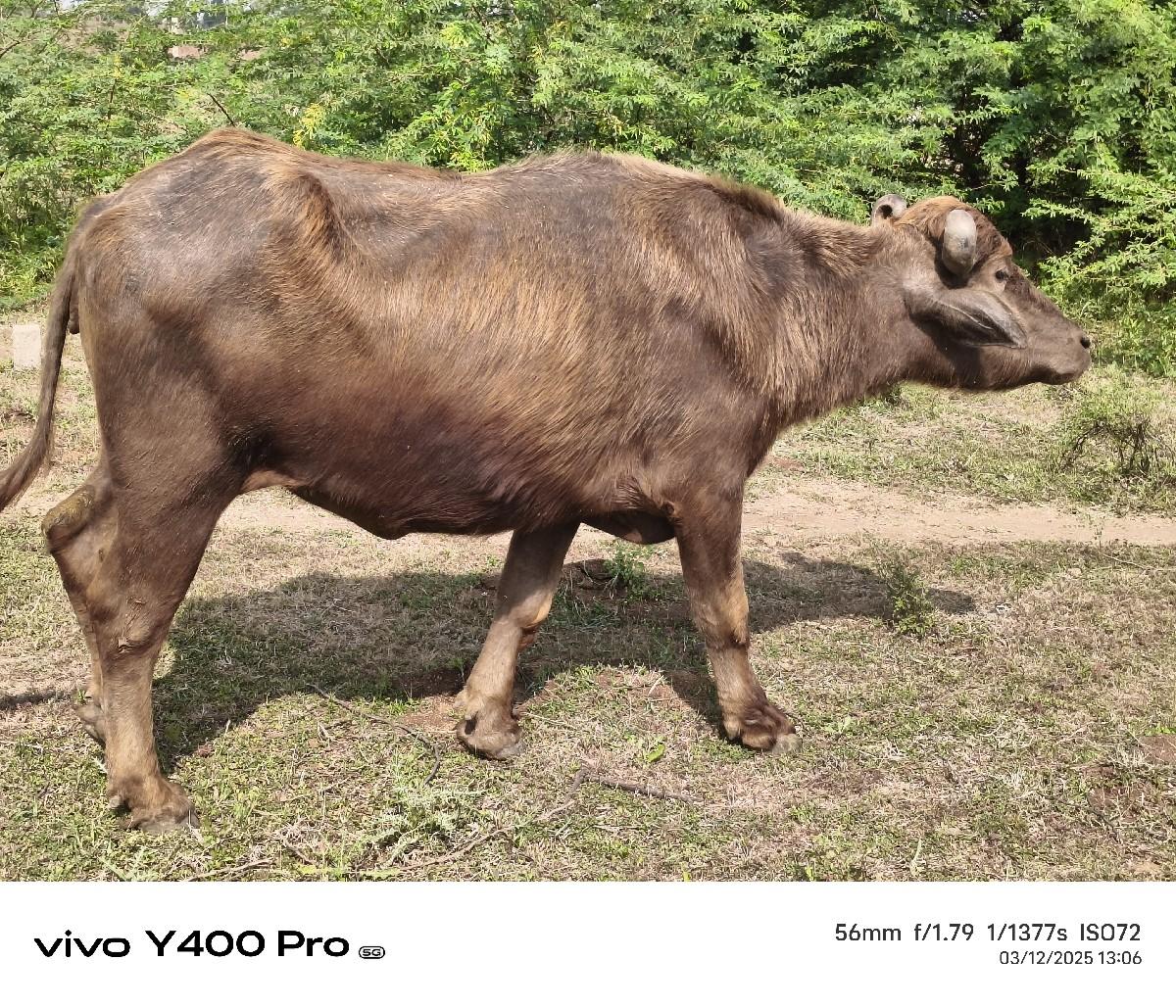 થંબનેલ 3