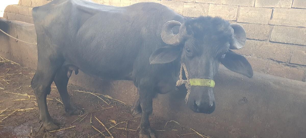 પેલૂ વેતર 3.4 લિટર દૂધ