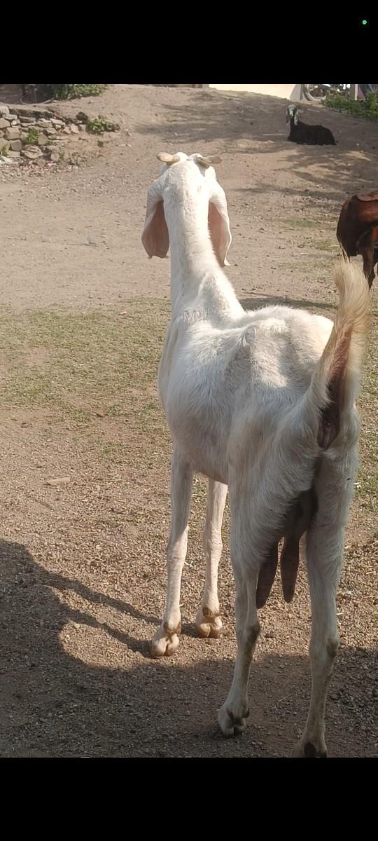 થંબનેલ 2