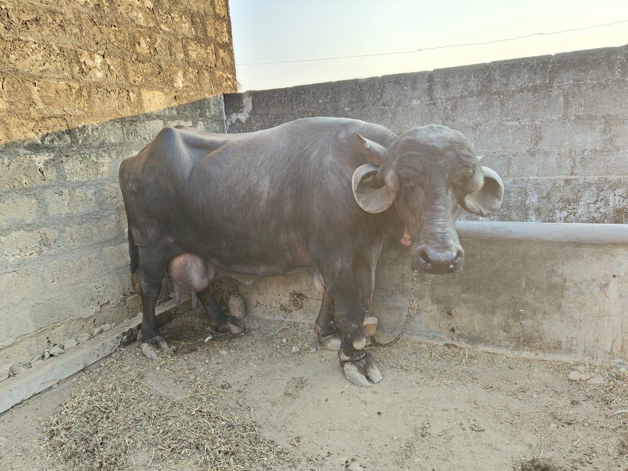 ભેંસ વેચવાની છે