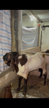 original rajashthani 3 varas no