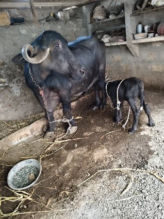 ભેંસ વેચવાની છે