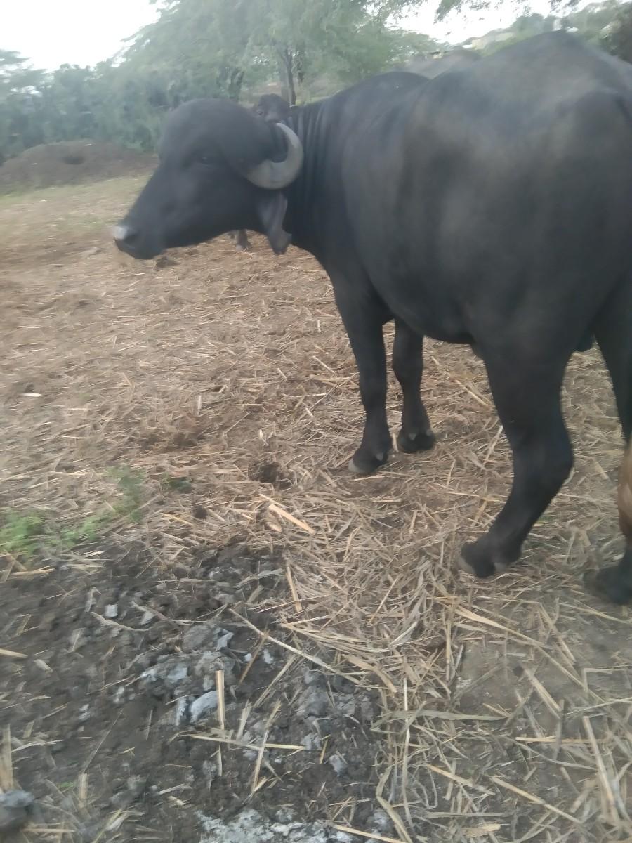 ખંડેરો પાડો છે ફુટી ગયેલ