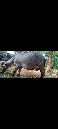 थंबनेल 3