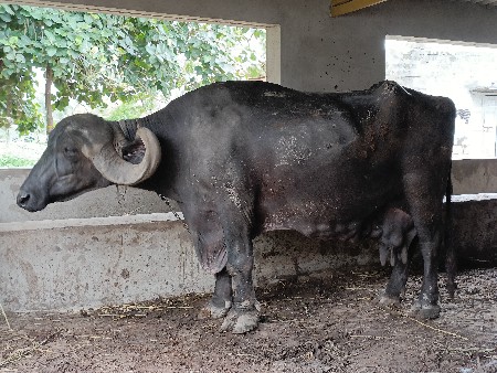 ભેંસ વેચવાની છે