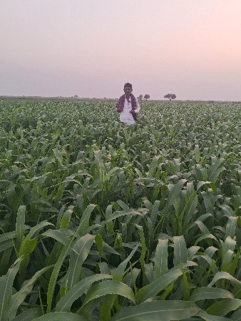 જમીન ભાડે