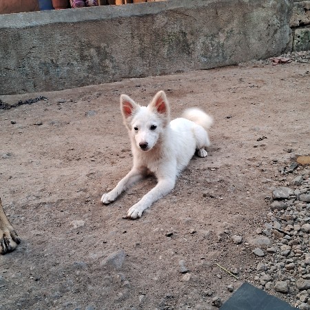 કુતરી નુ નામ ચીપલી છે.