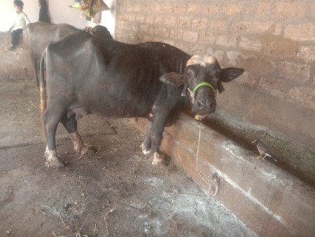 थंबनेल 2