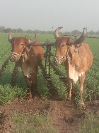 બળદ વેચવાના છે
