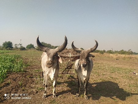 ગોધલા વેશવા ના છે