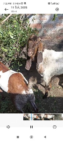 થંબનેલ 2