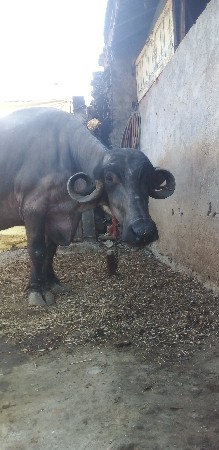 બીજુ વેતર વીસ દીવસ કાશી