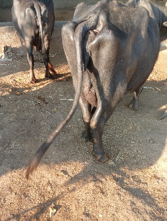 થંબનેલ 2