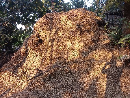 મગફળી નો પાલો વેચવાનો છે 128 નંબર